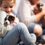 chiot jack russel sociabilisé sociabilisation socialisé socialisation élevage familial