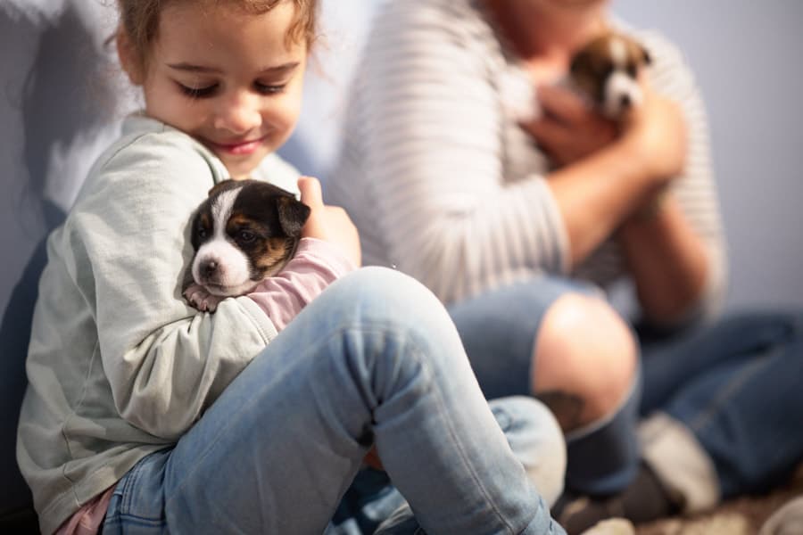chiot jack russel sociabilisé sociabilisation socialisé socialisation élevage familial