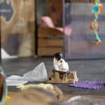 chiot jack russel sociabilisé sociabilisation socialisé socialisation élevage familial