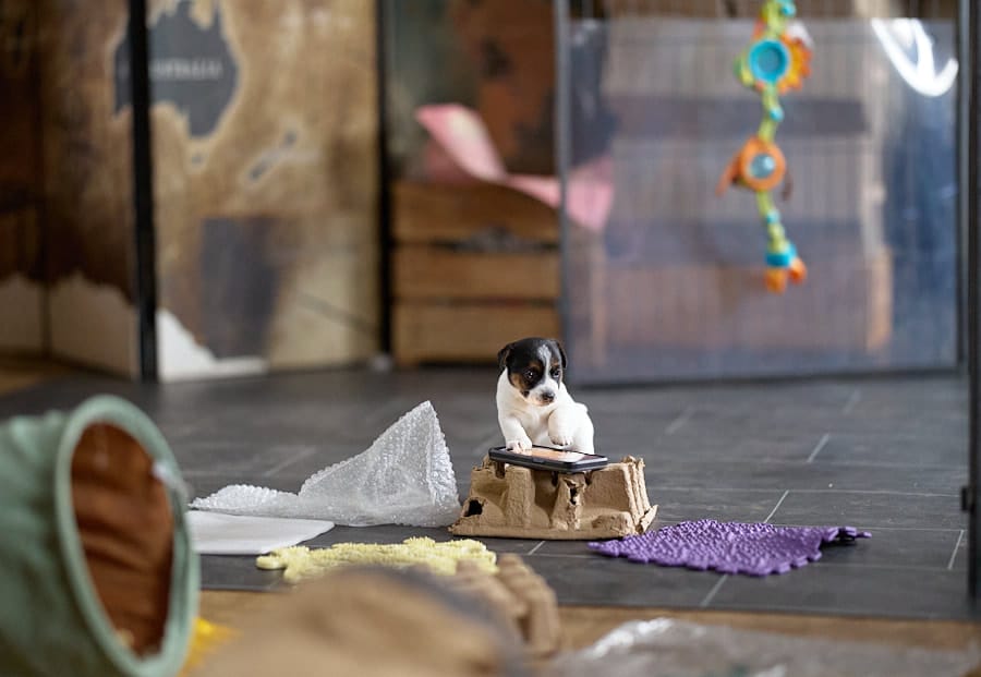 chiot jack russel sociabilisé sociabilisation socialisé socialisation élevage familial