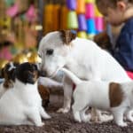 chiot jack russel sociabilisé sociabilisation socialisé socialisation élevage familial