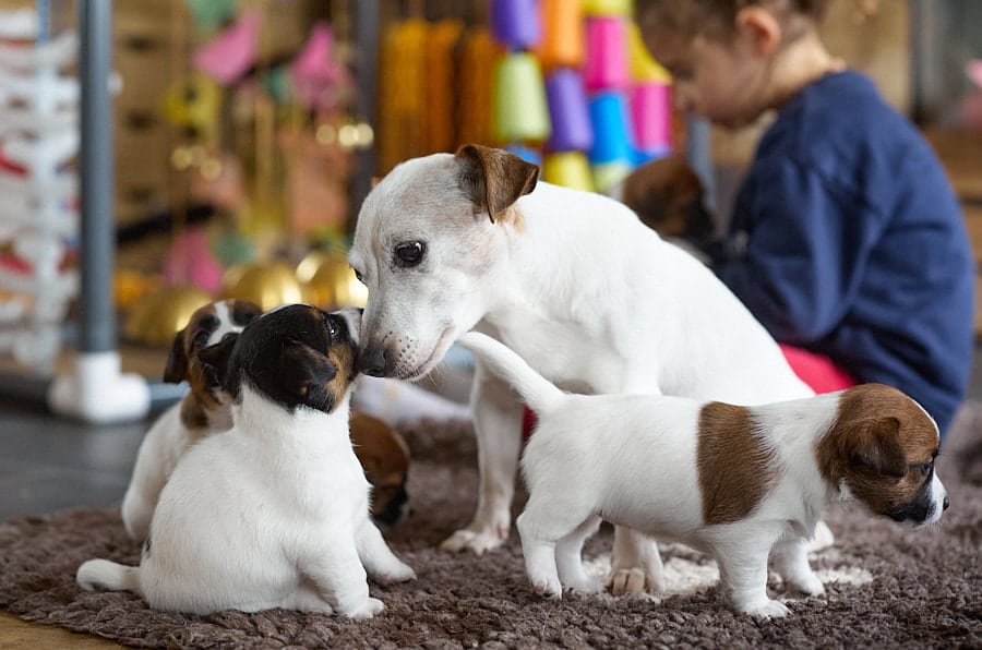 chiot jack russel sociabilisé sociabilisation socialisé socialisation élevage familial