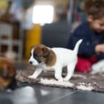 chiot jack russel sociabilisé sociabilisation socialisé socialisation élevage familial