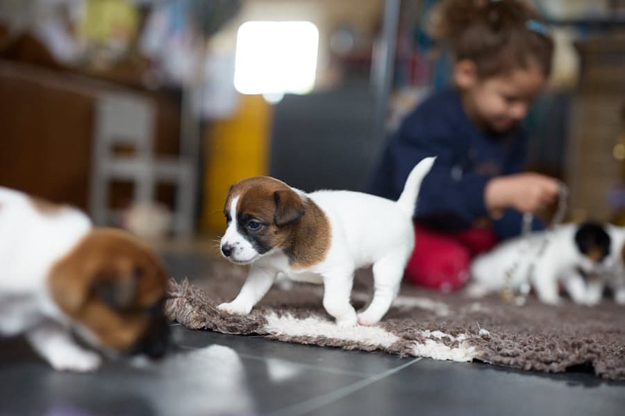 chiot jack russel sociabilisé sociabilisation socialisé socialisation élevage familial