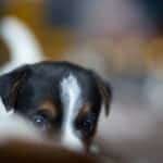chiot jack russel sociabilisé sociabilisation socialisé socialisation élevage familial