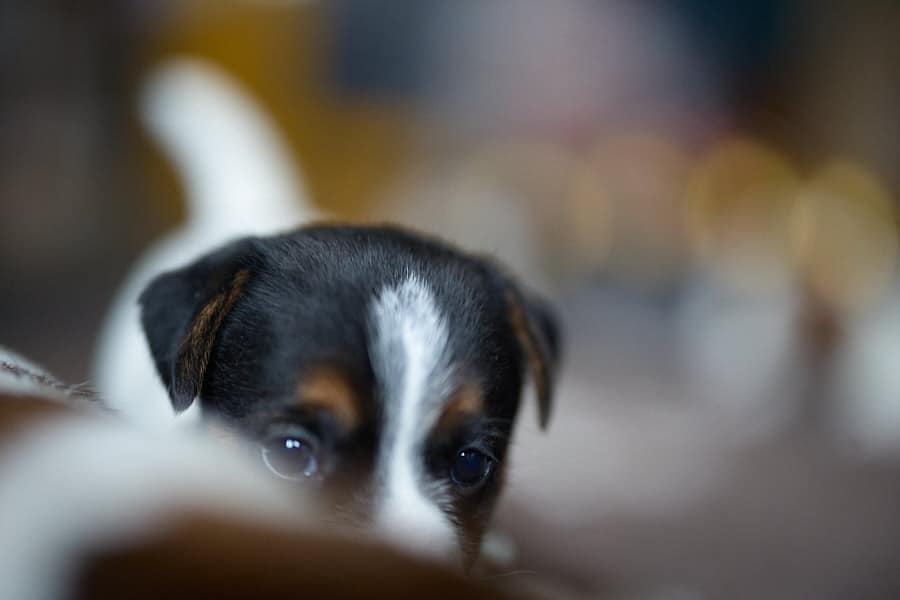 chiot jack russel sociabilisé sociabilisation socialisé socialisation élevage familial