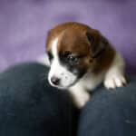 chiot jack russel sociabilisé sociabilisation socialisé socialisation élevage familial