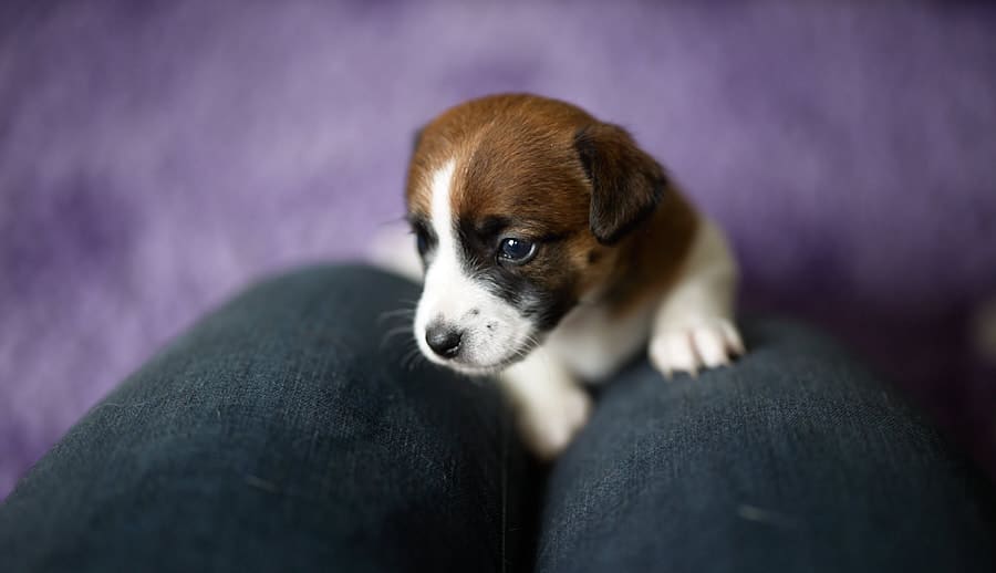 chiot jack russel sociabilisé sociabilisation socialisé socialisation élevage familial