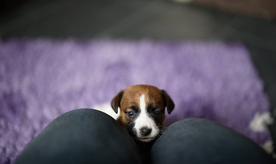 chiot jack russel sociabilisé sociabilisation socialisé socialisation élevage familial