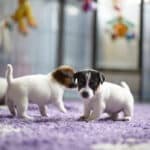 chiot jack russel sociabilisé sociabilisation socialisé socialisation élevage familial
