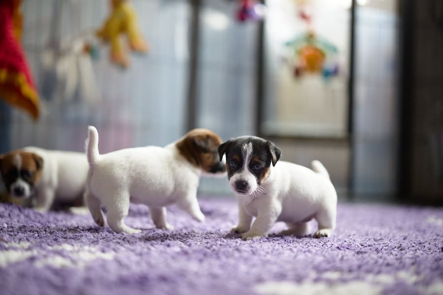 chiot jack russel sociabilisé sociabilisation socialisé socialisation élevage familial