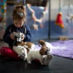 chiot jack russel sociabilisé sociabilisation socialisé socialisation élevage familial