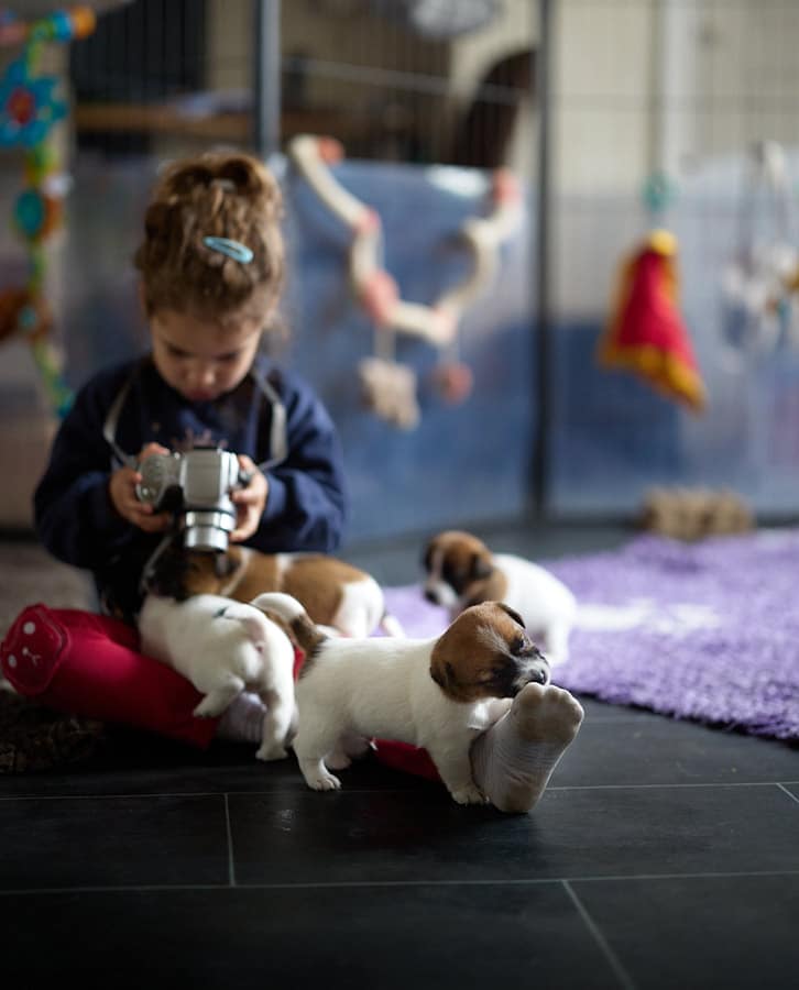 chiot jack russel sociabilisé sociabilisation socialisé socialisation élevage familial