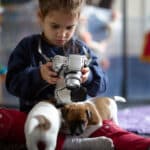 chiot jack russel sociabilisé sociabilisation socialisé socialisation élevage familial