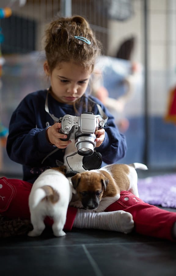 chiot jack russel sociabilisé sociabilisation socialisé socialisation élevage familial