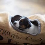 chiot jack russel sociabilisé sociabilisation socialisé socialisation élevage familial