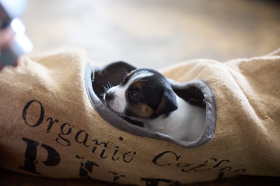 chiot jack russel sociabilisé sociabilisation socialisé socialisation élevage familial