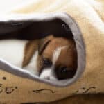 chiot jack russel sociabilisé sociabilisation socialisé socialisation élevage familial