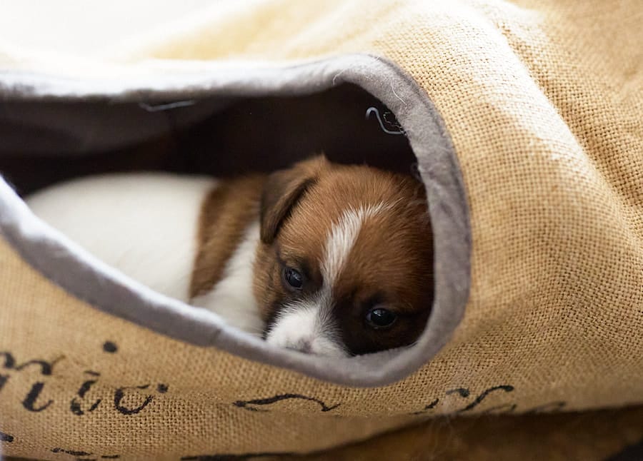 chiot jack russel sociabilisé sociabilisation socialisé socialisation élevage familial