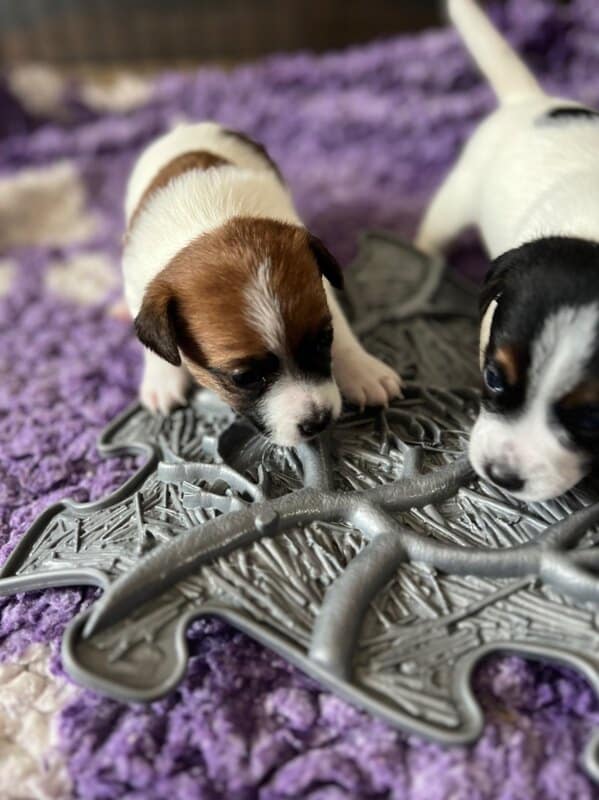 chiot jack russel sociabilisé sociabilisation socialisé socialisation élevage familial