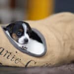 chiot jack russel sociabilisé sociabilisation socialisé socialisation élevage familial