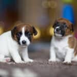 chiot jack russel sociabilisé sociabilisation socialisé socialisation élevage familial