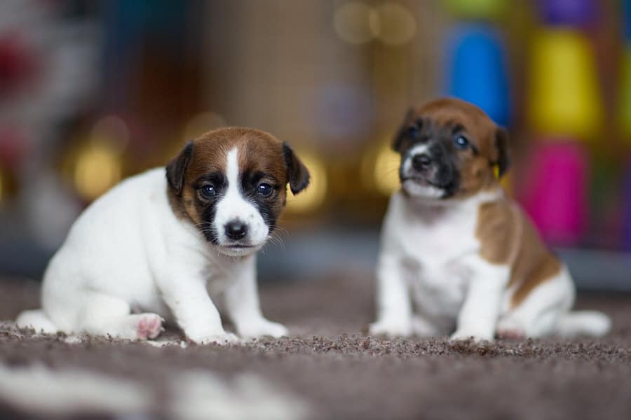 chiot jack russel sociabilisé sociabilisation socialisé socialisation élevage familial