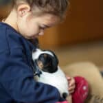 chiot jack russel sociabilisé sociabilisation socialisé socialisation élevage familial