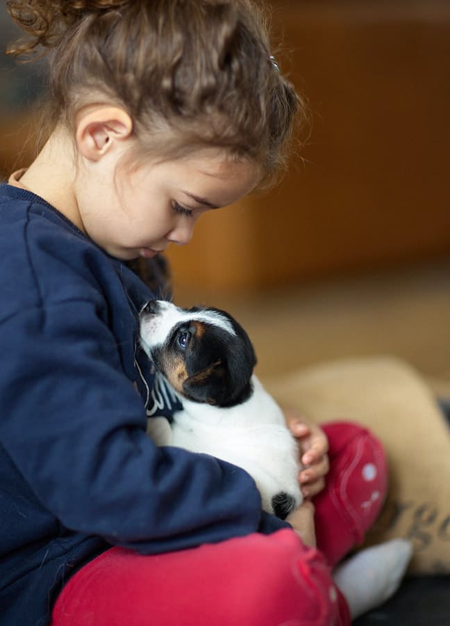 chiot jack russel sociabilisé sociabilisation socialisé socialisation élevage familial