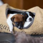 chiot jack russel sociabilisé sociabilisation socialisé socialisation élevage familial