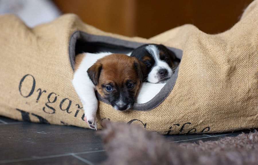 chiot jack russel sociabilisé sociabilisation socialisé socialisation élevage familial