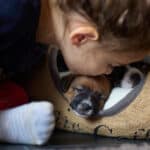 chiot jack russel sociabilisé sociabilisation socialisé socialisation élevage familial