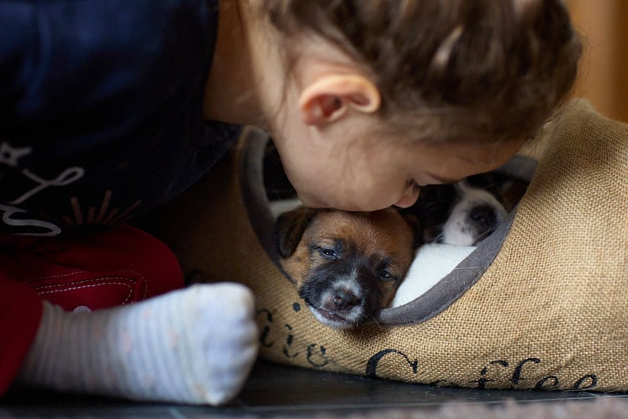 chiot jack russel sociabilisé sociabilisation socialisé socialisation élevage familial