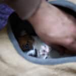 chiot jack russel sociabilisé sociabilisation socialisé socialisation élevage familial