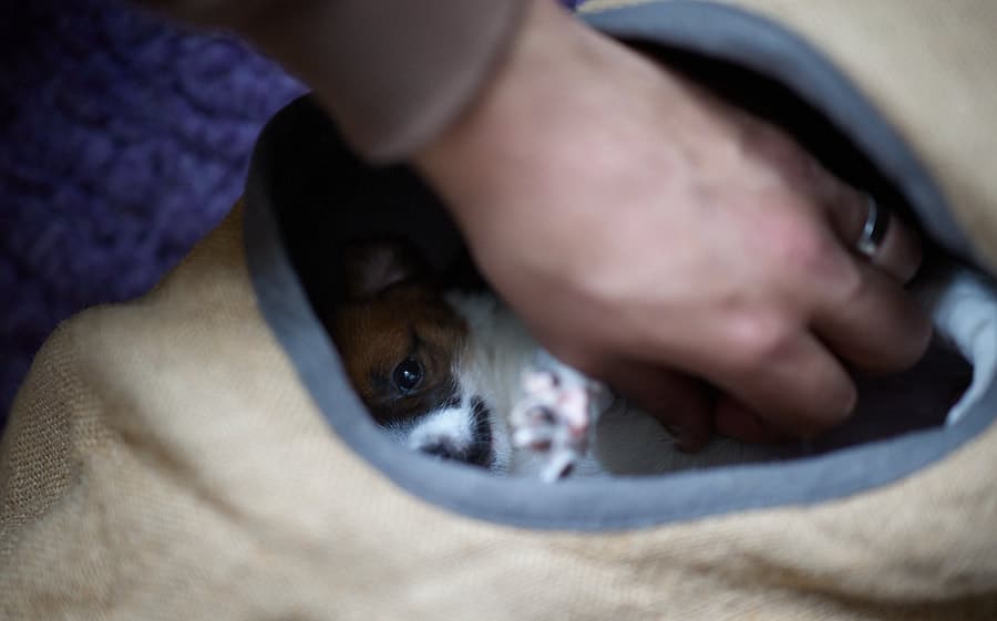 chiot jack russel sociabilisé sociabilisation socialisé socialisation élevage familial