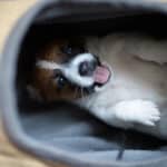 chiot jack russel sociabilisé sociabilisation socialisé socialisation élevage familial