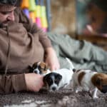 chiot jack russel sociabilisé sociabilisation socialisé socialisation élevage familial