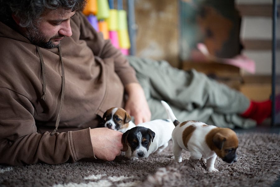chiot jack russel sociabilisé sociabilisation socialisé socialisation élevage familial