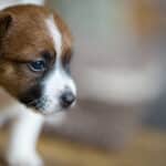 chiot jack russel sociabilisé sociabilisation socialisé socialisation élevage familial