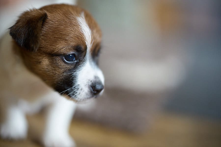 chiot jack russel sociabilisé sociabilisation socialisé socialisation élevage familial