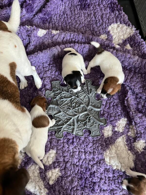 chiot jack russel sociabilisé sociabilisation socialisé socialisation élevage familial