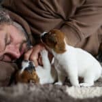 chiot jack russel sociabilisé sociabilisation socialisé socialisation élevage familial