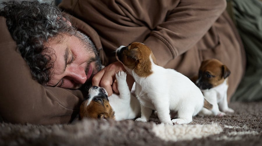 chiot jack russel sociabilisé sociabilisation socialisé socialisation élevage familial