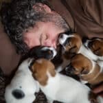 chiot jack russel sociabilisé sociabilisation socialisé socialisation élevage familial