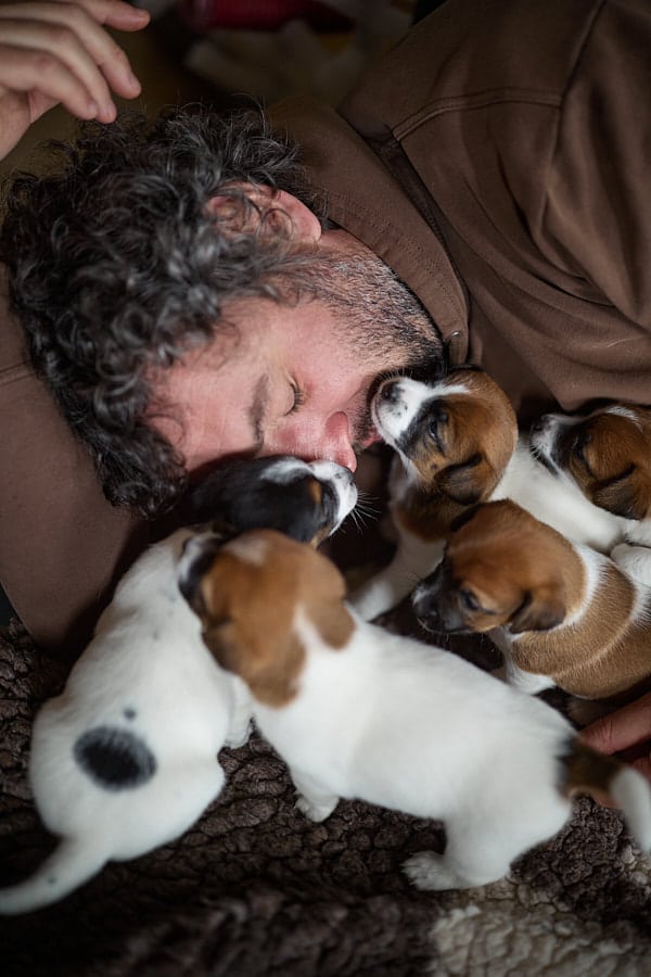 chiot jack russel sociabilisé sociabilisation socialisé socialisation élevage familial