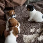 chiot jack russel sociabilisé sociabilisation socialisé socialisation élevage familial