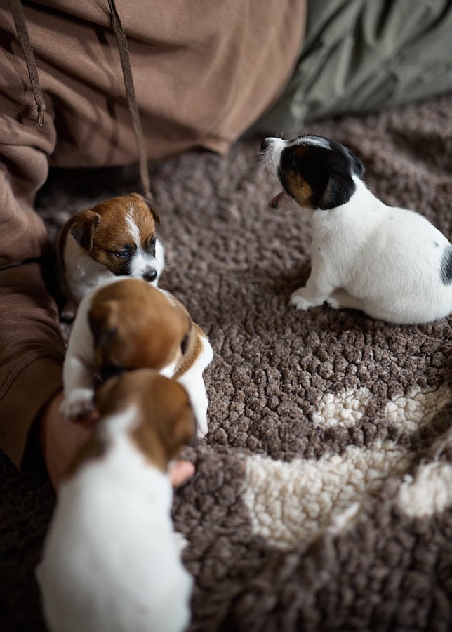 chiot jack russel sociabilisé sociabilisation socialisé socialisation élevage familial