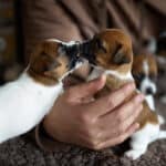 chiot jack russel sociabilisé sociabilisation socialisé socialisation élevage familial