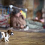 chiot jack russel sociabilisé sociabilisation socialisé socialisation élevage familial