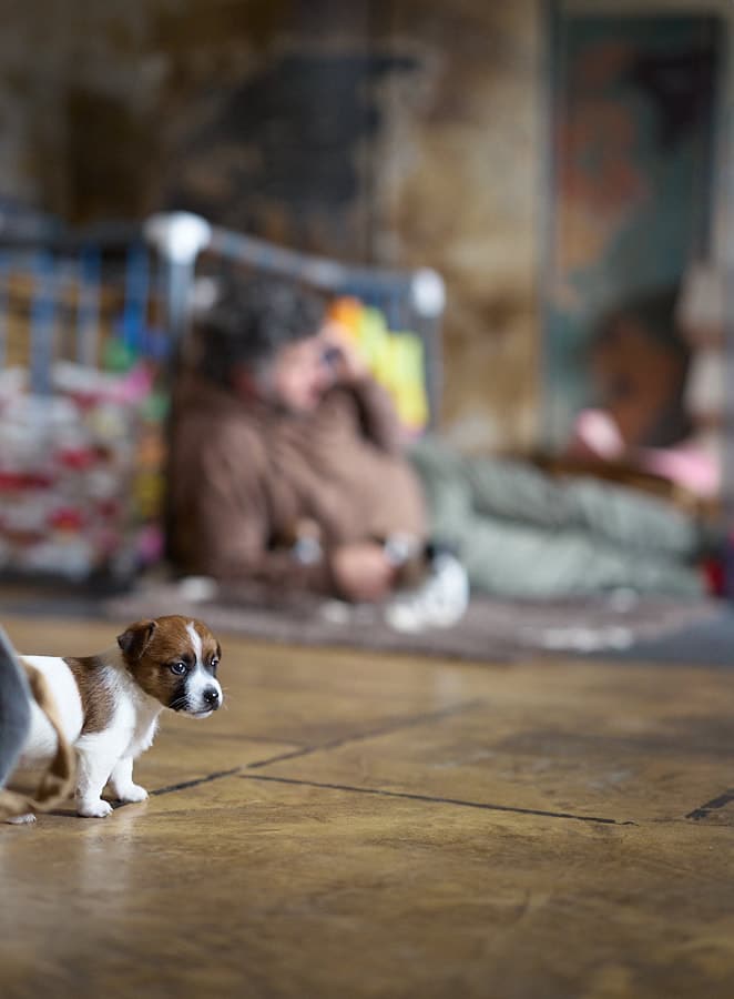 chiot jack russel sociabilisé sociabilisation socialisé socialisation élevage familial